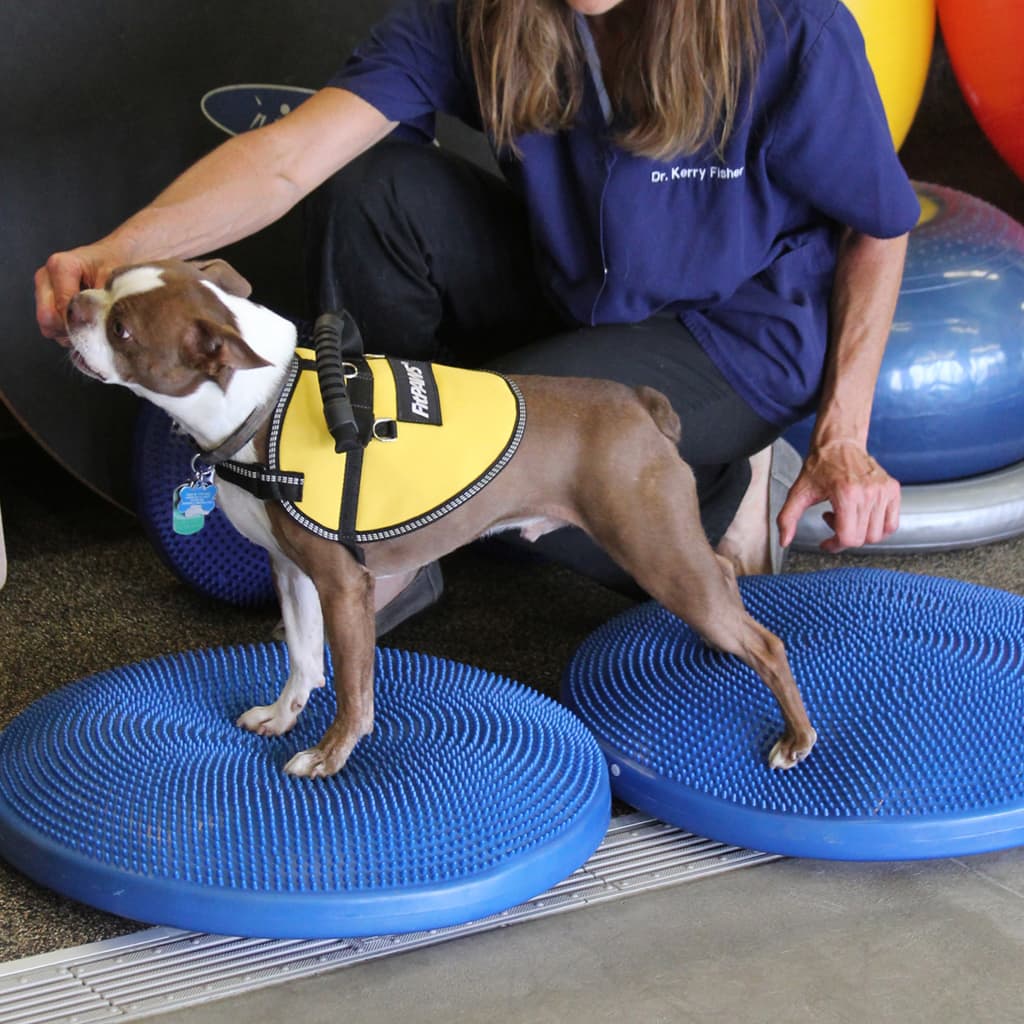 FitPAWS Pet Balance Disc 36 cm Blue