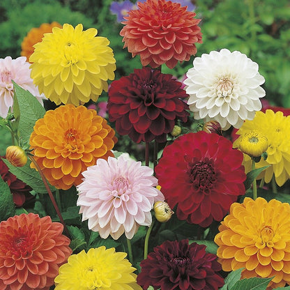 Johnsons Dahlia Showpiece Mixed Seeds