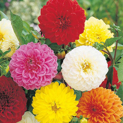 Johnsons Dahlia Showpiece Mixed Seeds