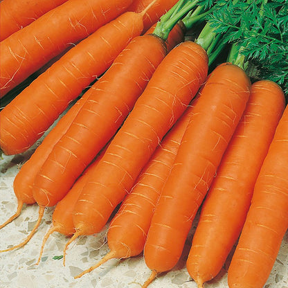 Johnsons Carrot Jitka F1 Seeds