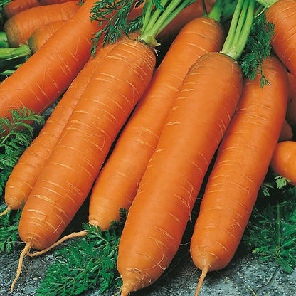 Johnsons Carrot Flyaway F1 Seeds