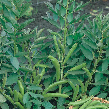 Johnsons Broad Bean The Sutton Seeds