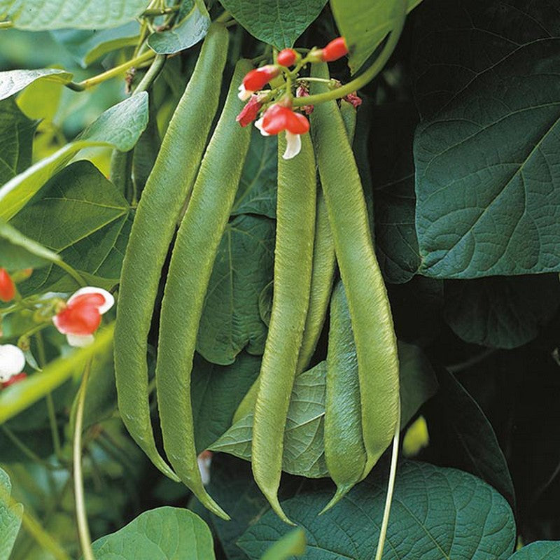 Johnsons Runner Bean Painted Lady Improved Seeds