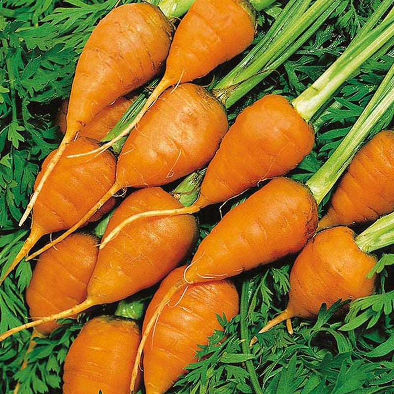 Johnsons Carrot Royal Chantenay 3 Seeds