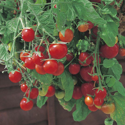 Johnsons Tomato Tumbling Tom Red Seeds