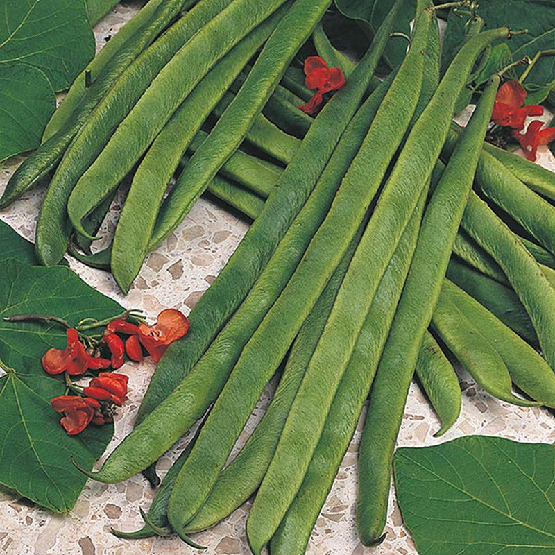 Johnsons Runner Bean Armstrong Stringless Seeds