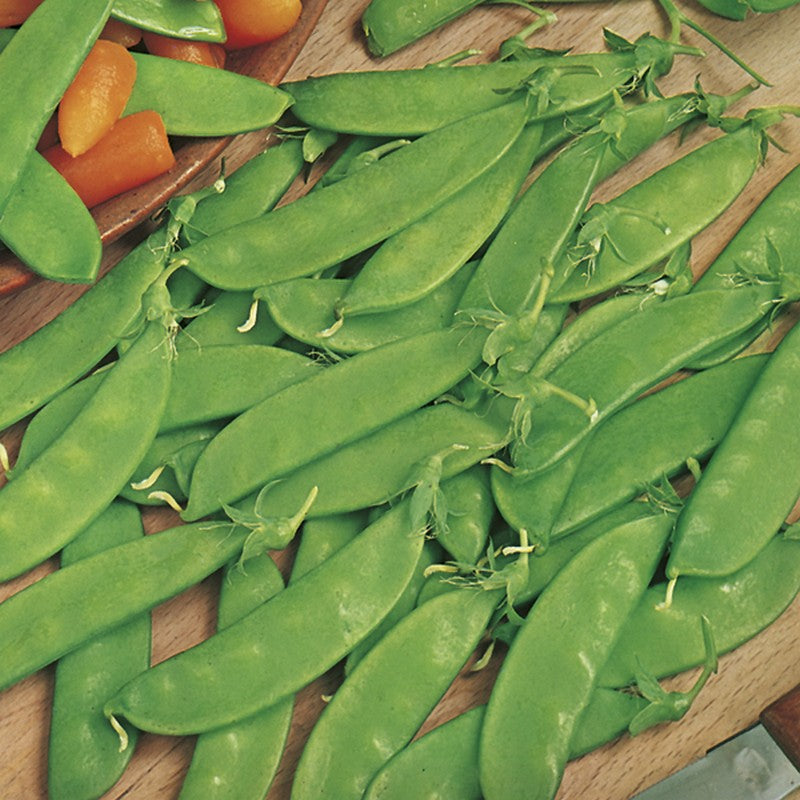 Johnsons Pea Mangetout Norli Seeds