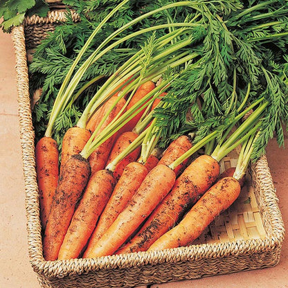 Johnsons Carrot Resistafly - Tozresis F1 Seeds