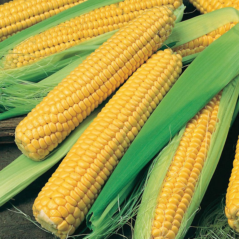 Johnsons Sweet Corn Bodacious RM Seeds