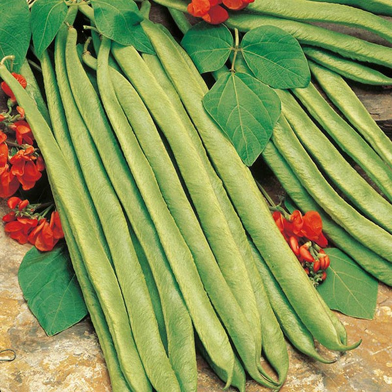 Johnsons Runner Bean Lady Di Stringless Seeds