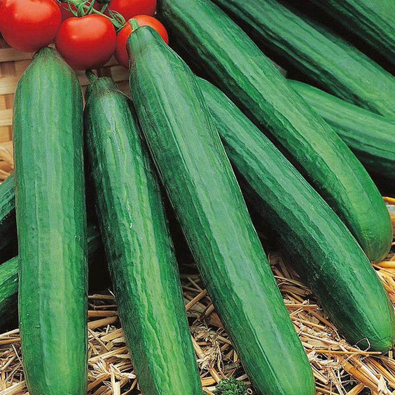 Johnsons Cucumber Louisa F1 Seeds