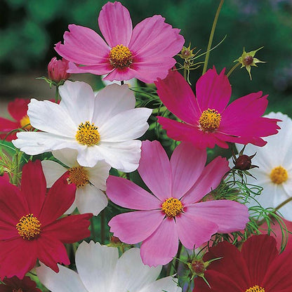 Johnsons Cosmos Sensation Mixed Seeds