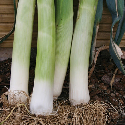 Johnsons Leek Musselburgh Seeds