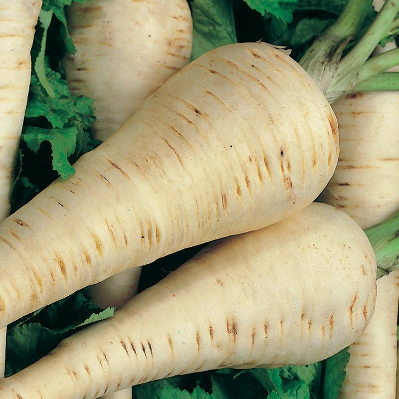 Johnsons Parsnip Hollow Crown Seeds