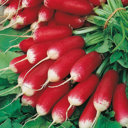 Johnsons Radish French Breakfast Seeds