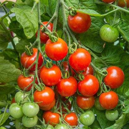 Johnsons Tomato Gardener's Delight Seeds