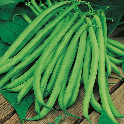 Johnsons Climbing Bean Blue Lake Seeds