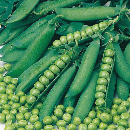 Johnsons Pea Onward Seeds