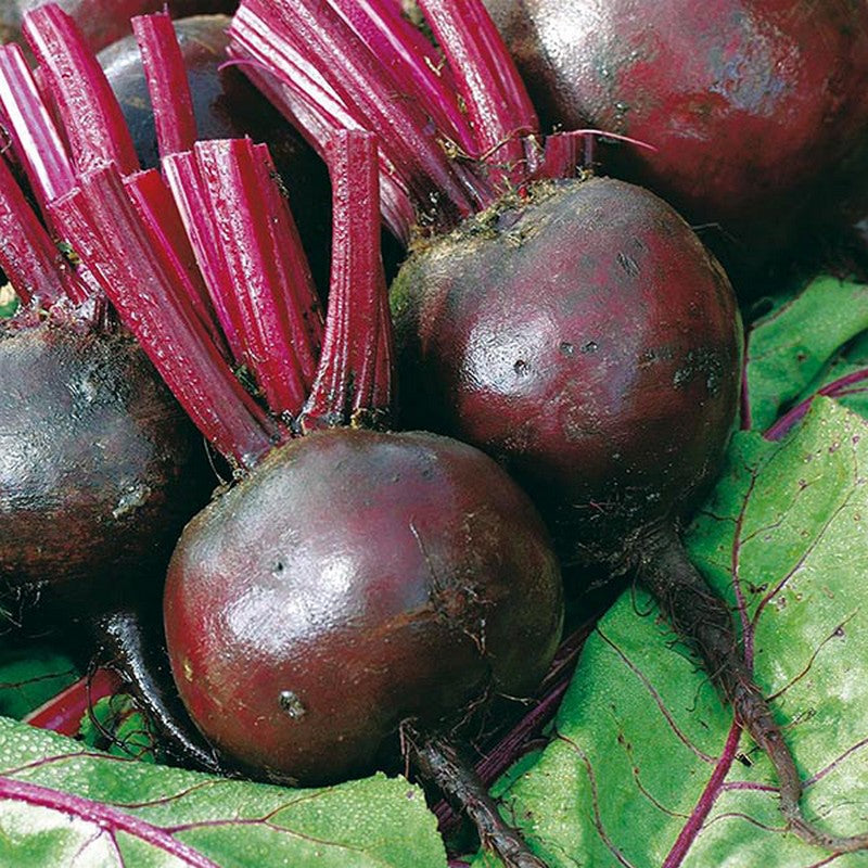 Johnsons Beetroot Moneta Seeds