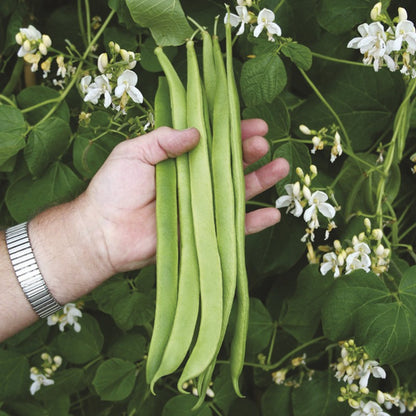 Johnsons Runner Bean Moonlight Seeds