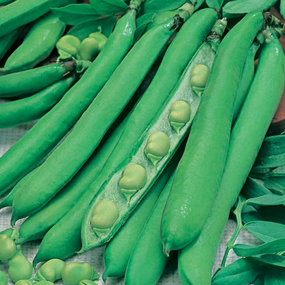 Johnsons Broad Bean Masterpiece Green Longpod Seeds