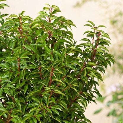 'Angustifolia' Portuguese Laurel Prunus Lusitanica Hedge Evergreen Shrub Plant 1L