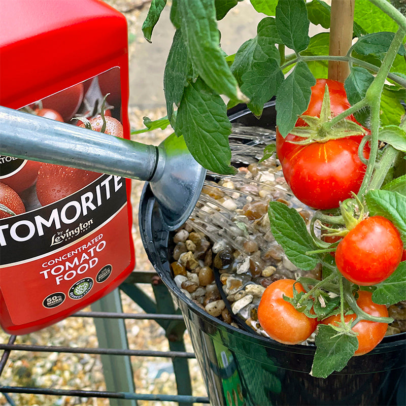 Levington Tomorite 1.2L Tomato Food