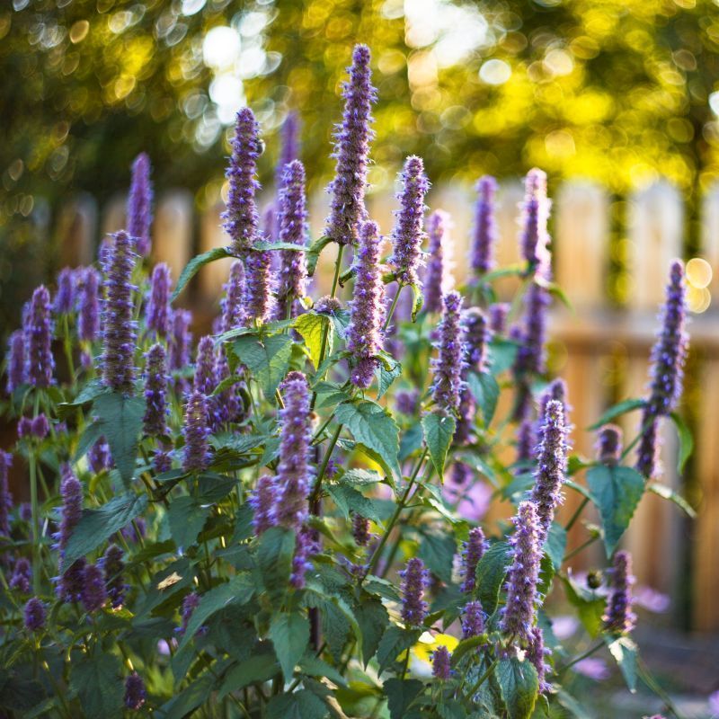 'Black Adder' Agastache Foeniculum Hybrid Flowering Perennial Plant - 9cm Pot