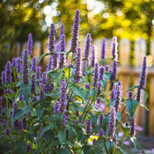 'Black Adder' Agastache Foeniculum Hybrid Flowering Perennial Plant - 9cm Pot