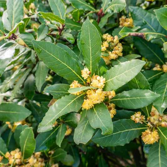 Standard 'Bay Tree' Laurus Nobilis Flowering Evergreen Shrub Plant - 21cm Pot 100-110cm