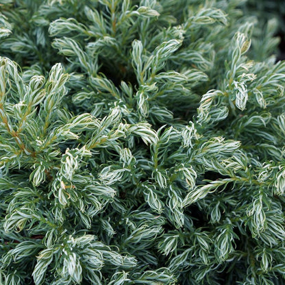 'Boulevard' Chamaecyparis Pisifera  Dwarf Conifer Evergreen - 17cm Pot