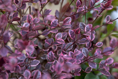 Loropetalum 'Chinese Fire Dance' Scented Flowers Semi Evergreen Shrub - 9cm Pot