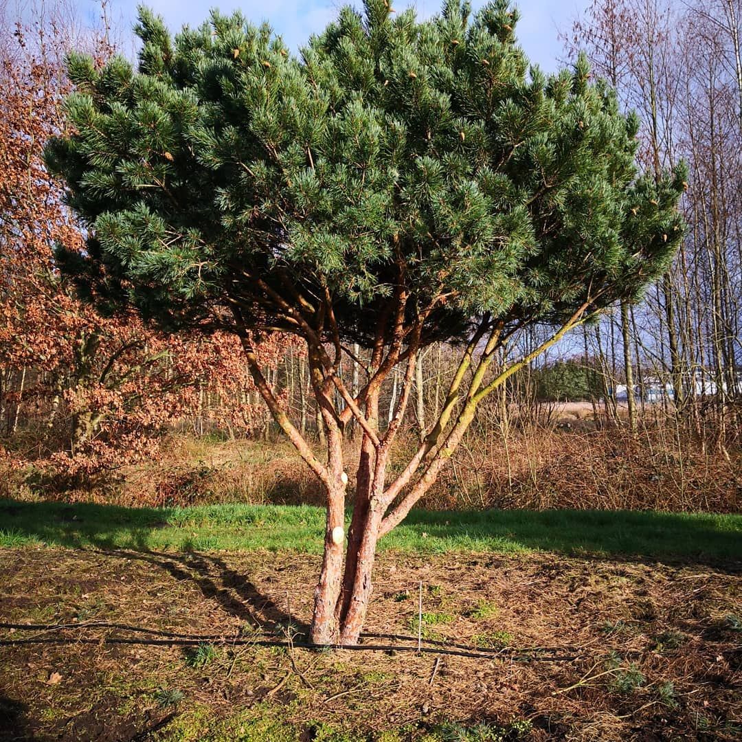 'Miniature Scots Pine' Pinus Sylvestris Watereri Umbrella Evergreen Plant - 82cm Pot 180cm