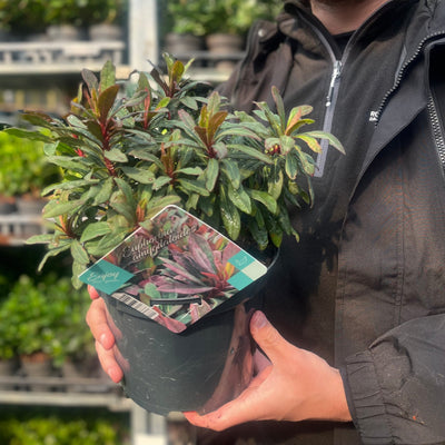 'Ruby Glow' Euphorbia Amygdaloides Evergreen Spurge Plant - 19cm Pot