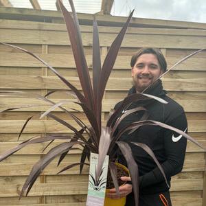 'Superstar' Cordyline Evergreen Shrub Plant - 22cm Pot 80 to 90cm