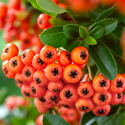 'Orange Glow / Firethorn' Pyracantha Coccinea Flowering Evergreen Shrub Plant - 13cm pot