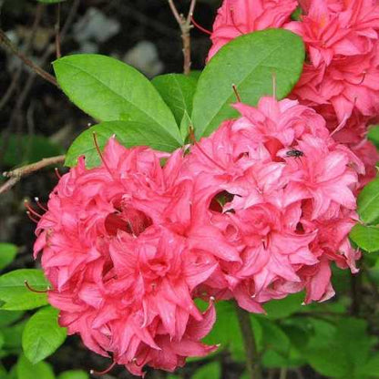 'Pentanthera Agnes' Azalea Knaphill Flowering Deciduous Shrub Plant - 19cm Pot