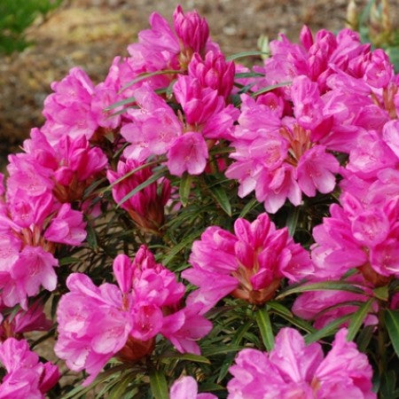 Rhododendron 'Graziella' Spring & Summer Flowering Evergreen Shrub Plant - 19cm Pot