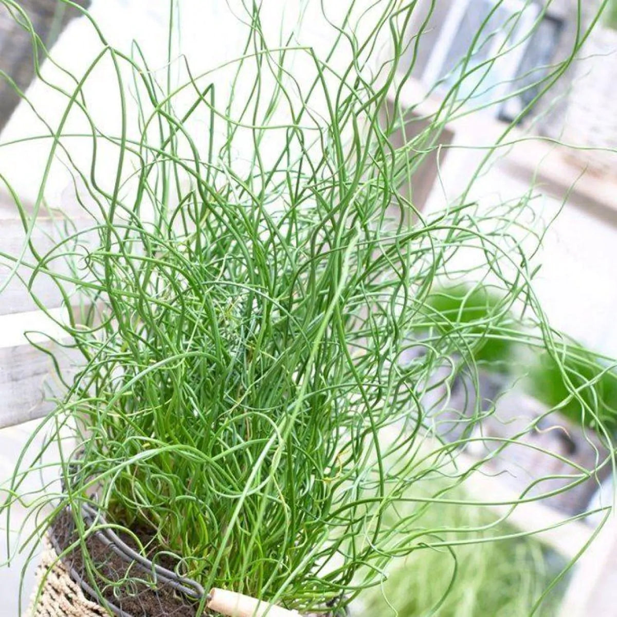 'Spiralis / Corkscrew Rush' Juncus Evergreen Plant - 17cm Pot