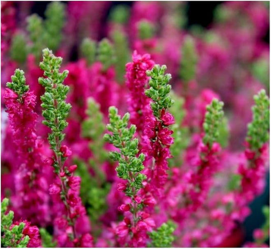 Pack Of Three Pink Heather Calluna Vulgaris - 9cm Pot