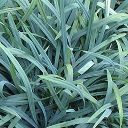 'Bunny Blue' Carex Laxiculmis Evergreen Perennial Plant - 17cm Pot