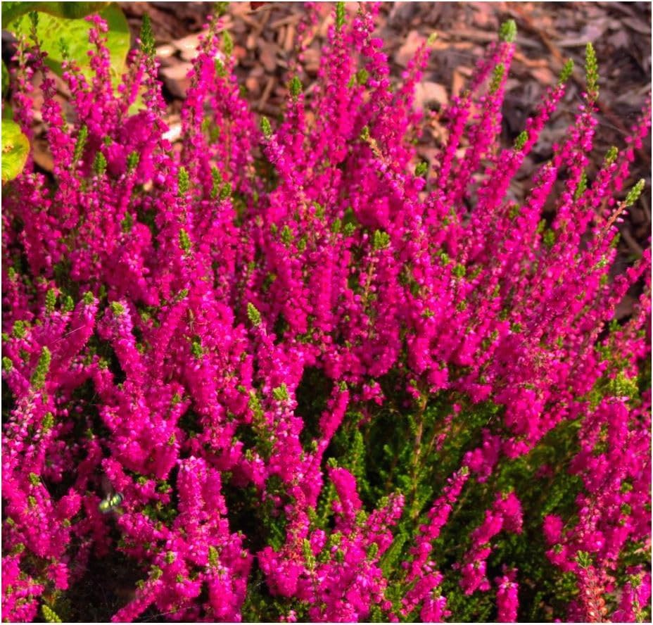 Pack Of Three Pink Heather Calluna Vulgaris - 9cm Pot