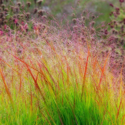 'Sangria' Panicum Virgatum Summer Flowering Plant - 17cm Pot