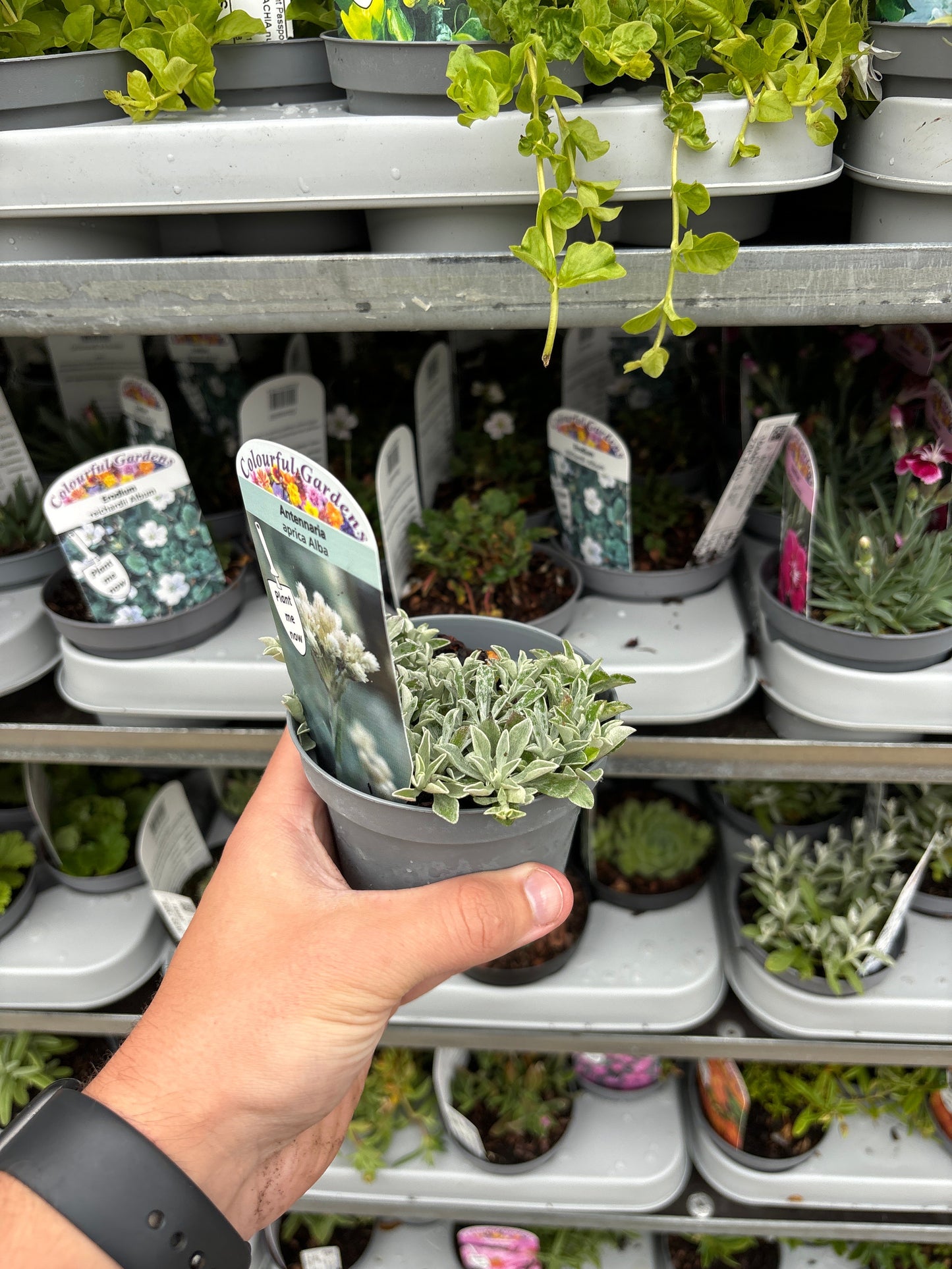 'Alba' Antennaria Aprica Flowering Evergreen Perennial Plant - 9cm Pot