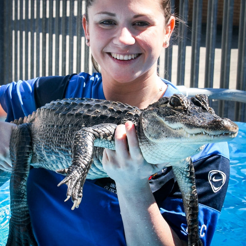 Swimming with Crocodiles for Two And Lunch - Gift Experience