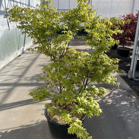 Acer Palmatum 'Osakazuki' Deciduous Shrub - 35L Pot 170cm