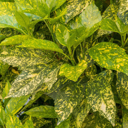 'Laurel' Aucuba Spotted Evergreen Shrub Plant - 20cm Pot 60-70cm