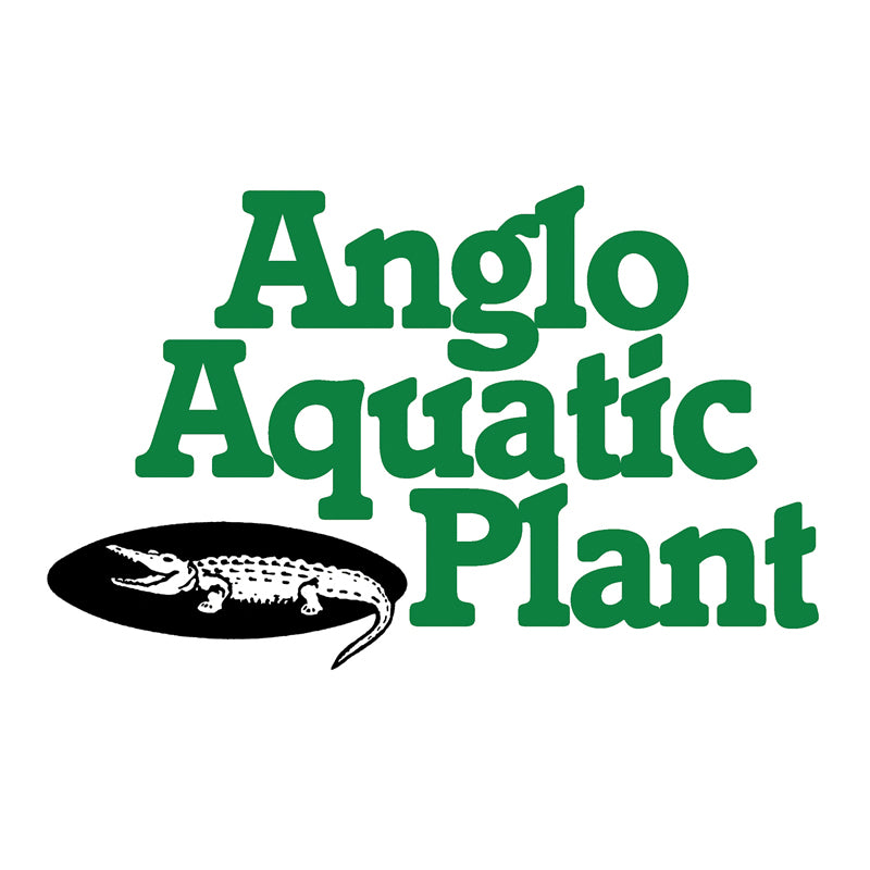 Anglo Aquatics Equisetum Hyemale 1 Litre