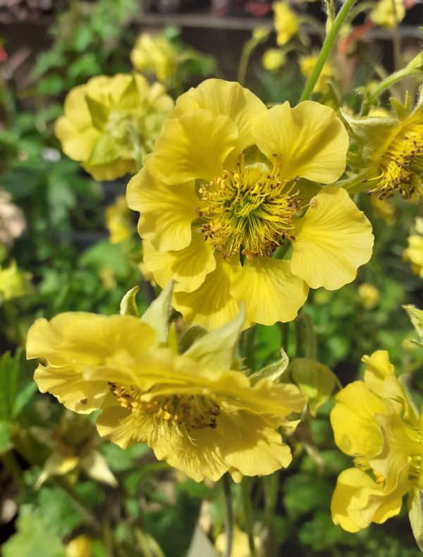 'Banana Daiquiri' Geum Flowering Herbaceous Perennial Plant - 17cm Pot