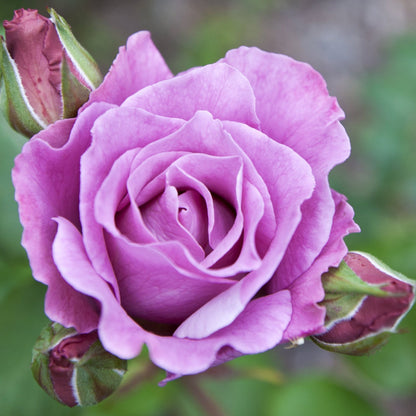 'Twice In A Blue Moon' Hybrid Tea Potted Rose - 20cm Pot Pre-order For December